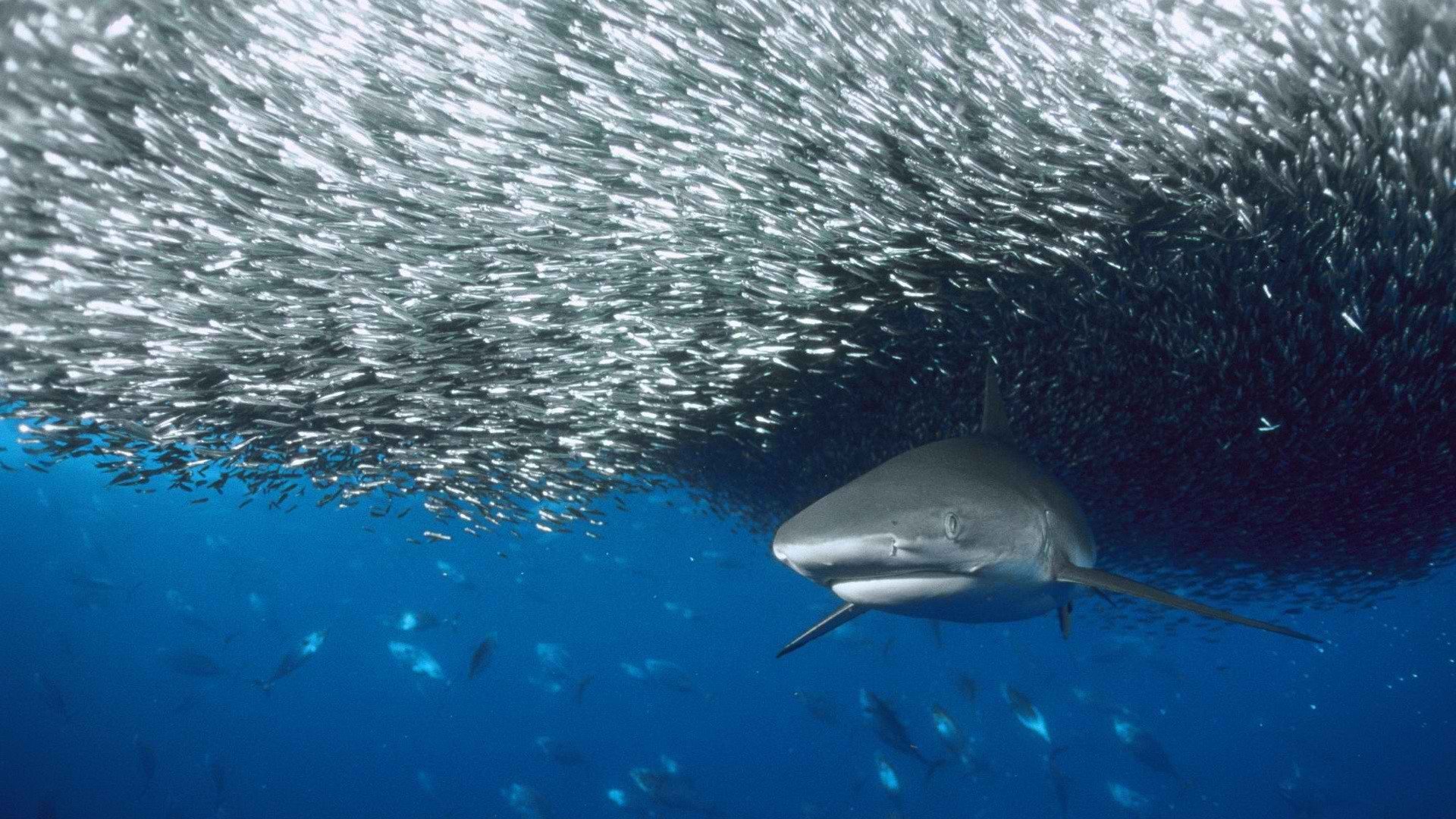 Awesome Shark free wallpaper ID:180521 for hd 1080p PC