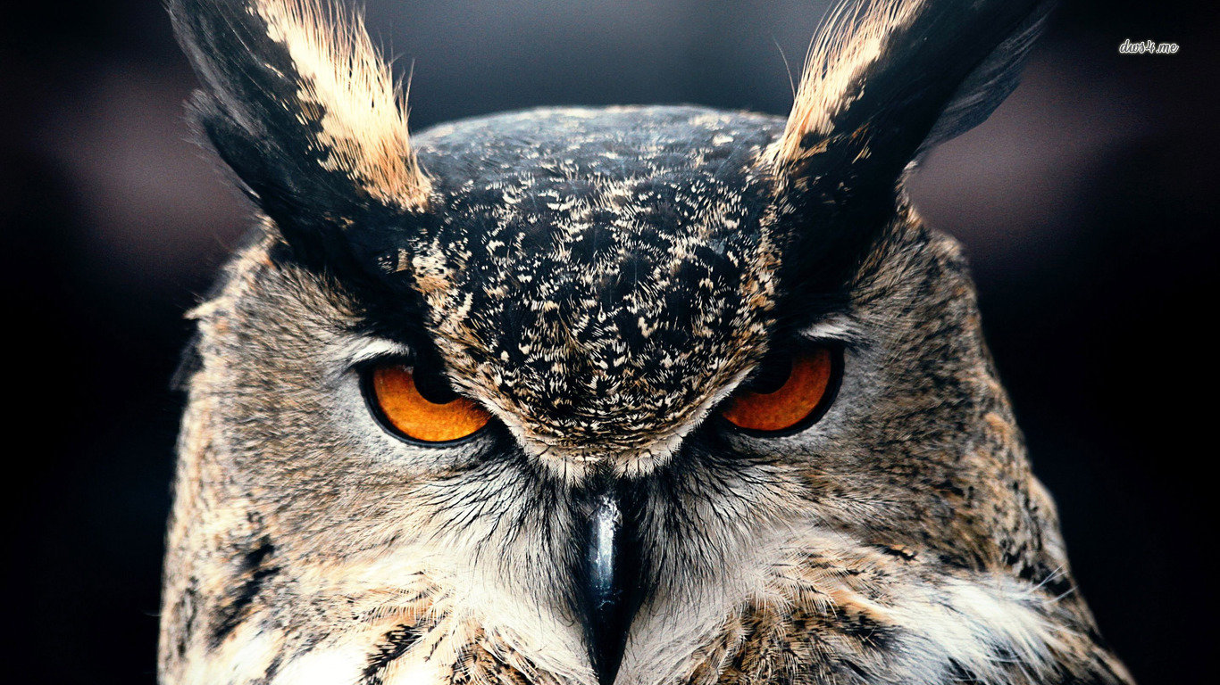 Free download Owl background ID:237169 hd 1366x768 for PC