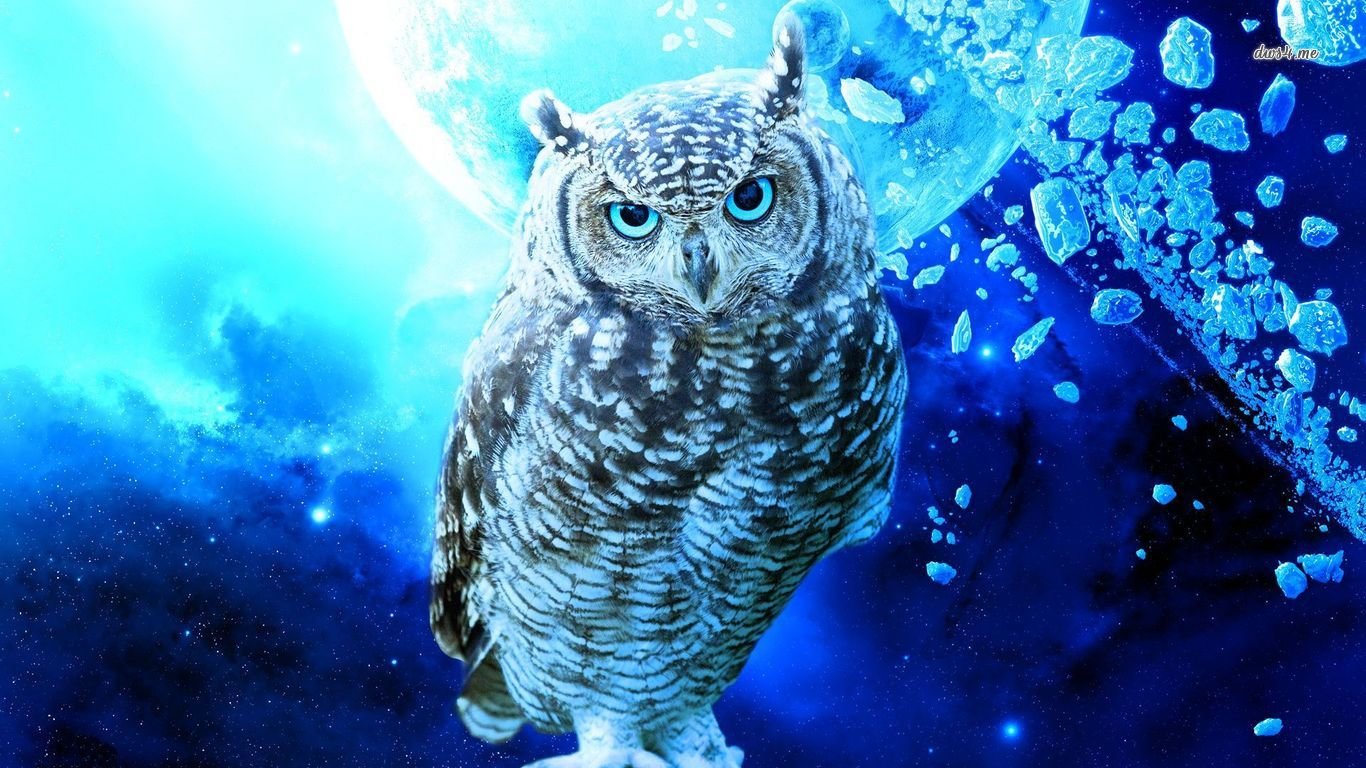 High resolution Owl hd 1366x768 wallpaper ID:236879 for computer