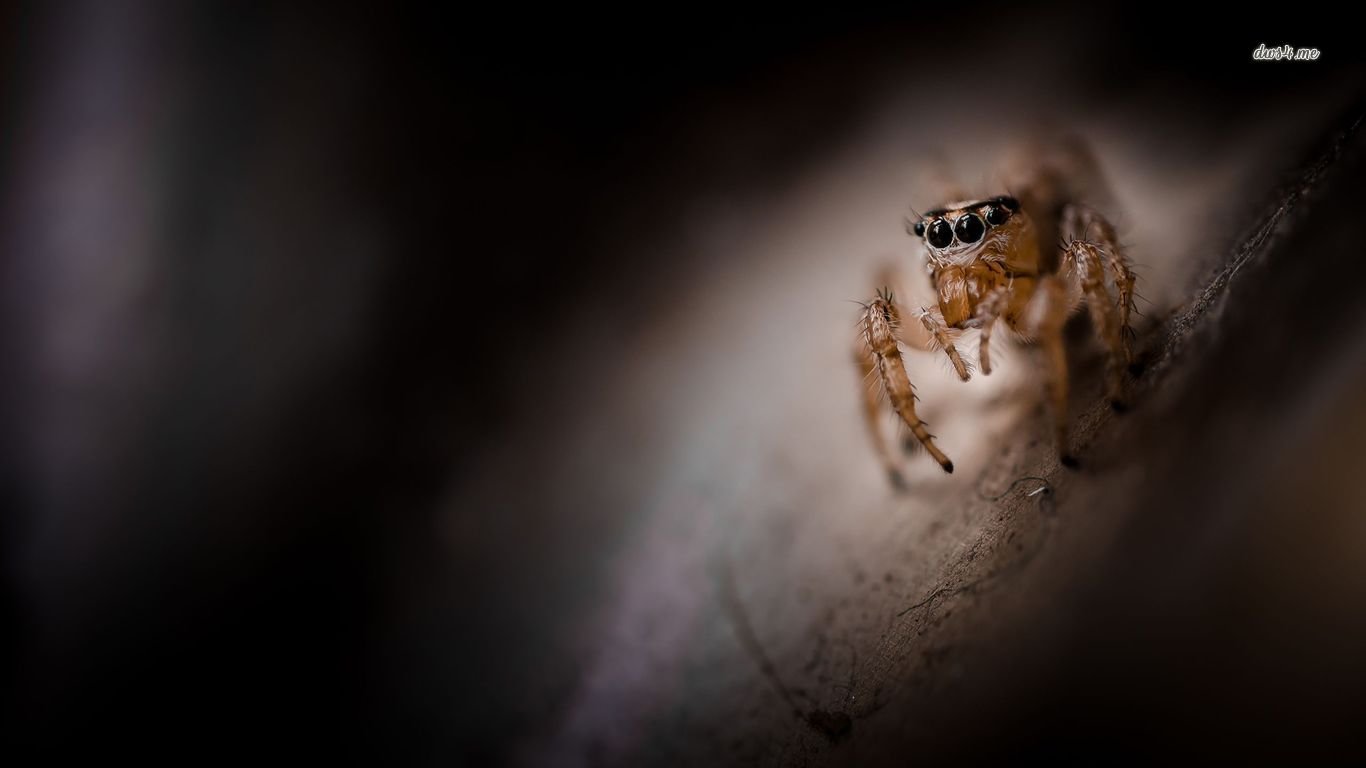 Free download Spider wallpaper ID:22363 1366x768 laptop for computer