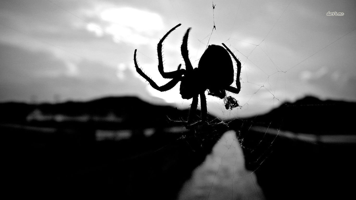 Free Spider high quality wallpaper ID:22088 for laptop PC