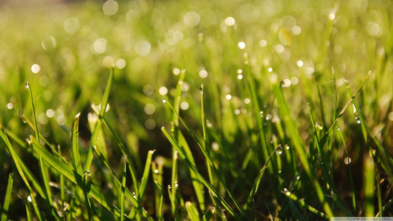 Free download Grass background ID:378004 hd 1366x768 for PC