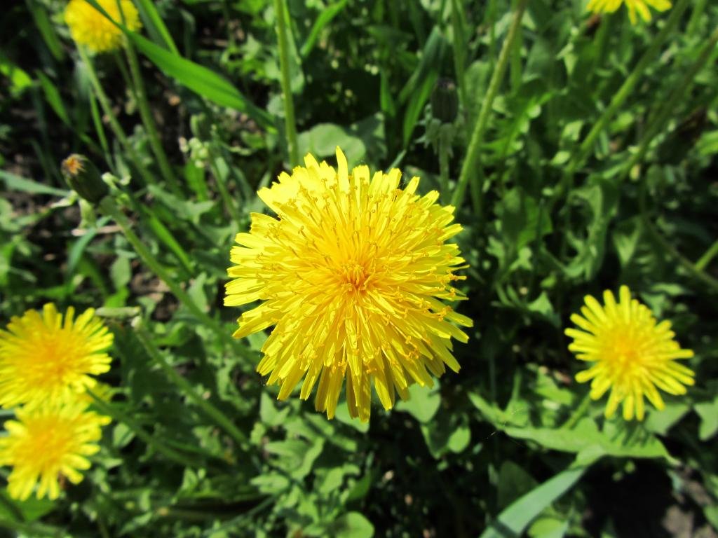 Awesome Dandelion free wallpaper ID:77993 for hd 1024x768 computer