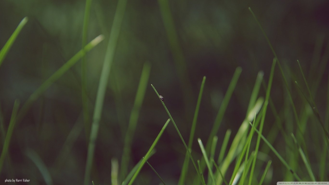 Free download Grass background ID:377899 1366x768 laptop for computer