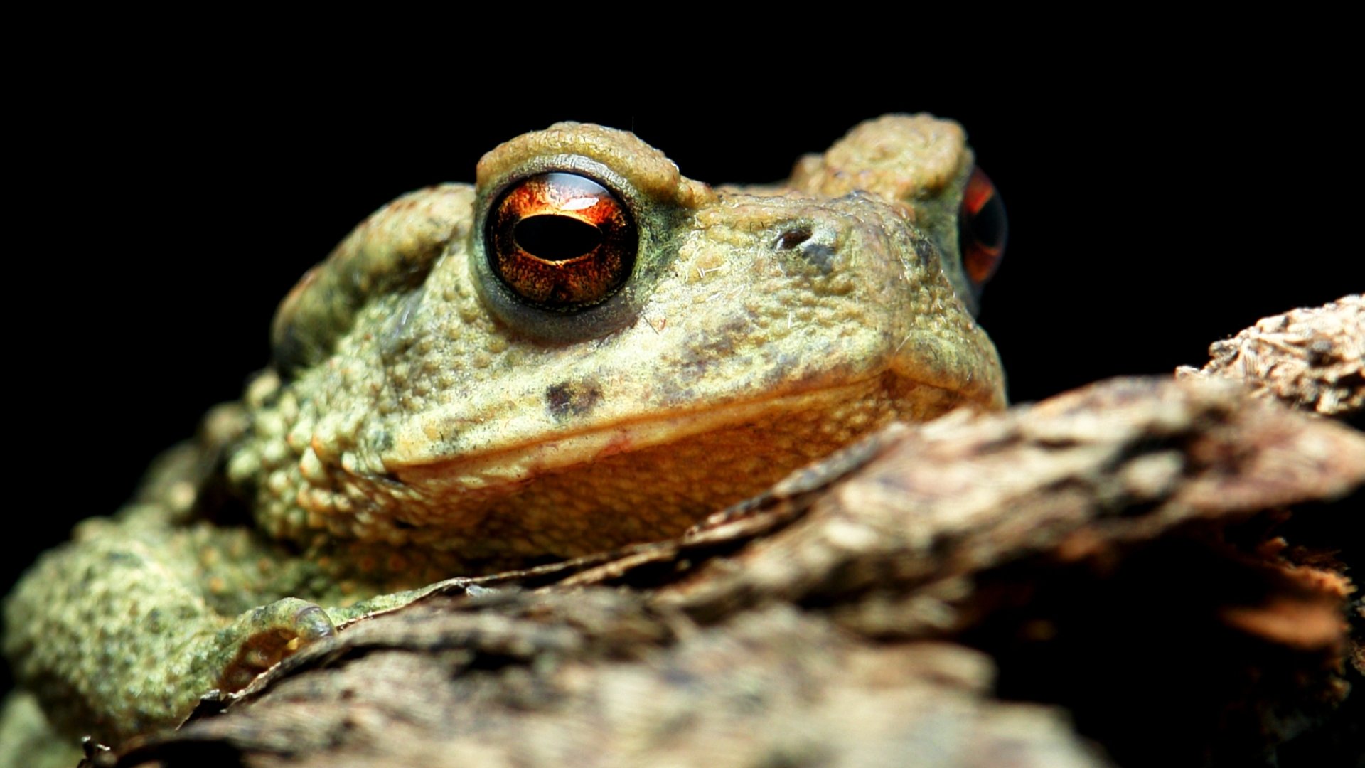 High resolution Toad 1080p wallpaper ID:58482 for PC