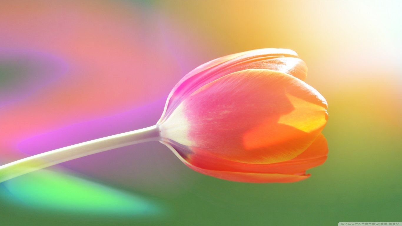 Free Tulip high quality background ID:157140 for hd 1366x768 computer