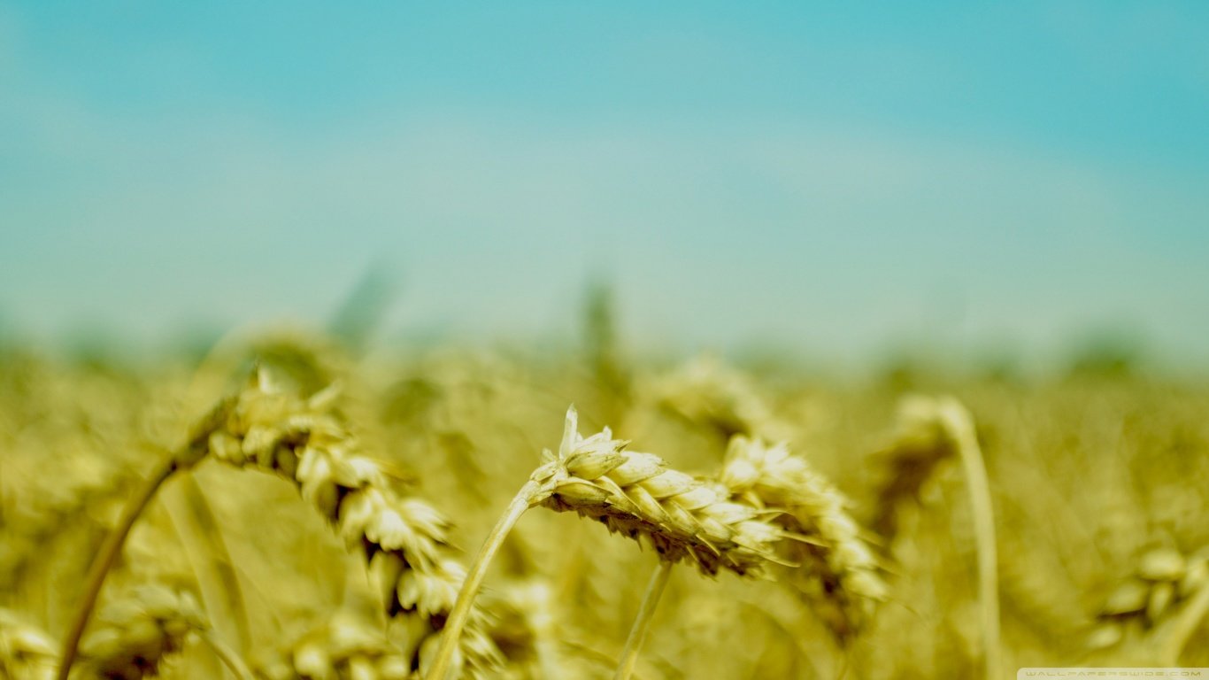 Awesome Wheat free background ID:392005 for 1366x768 laptop desktop