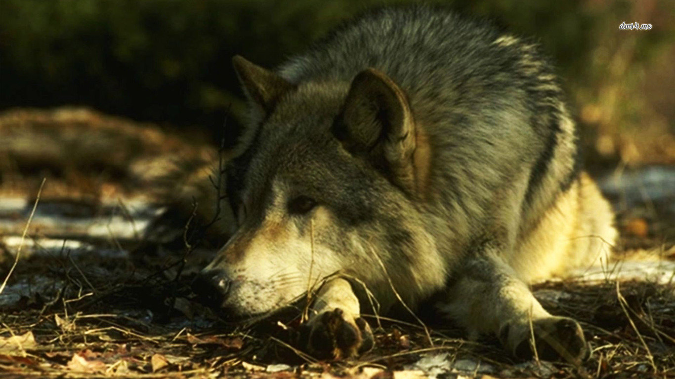 Awesome Wolf free wallpaper ID:117769 for hd 1366x768 desktop