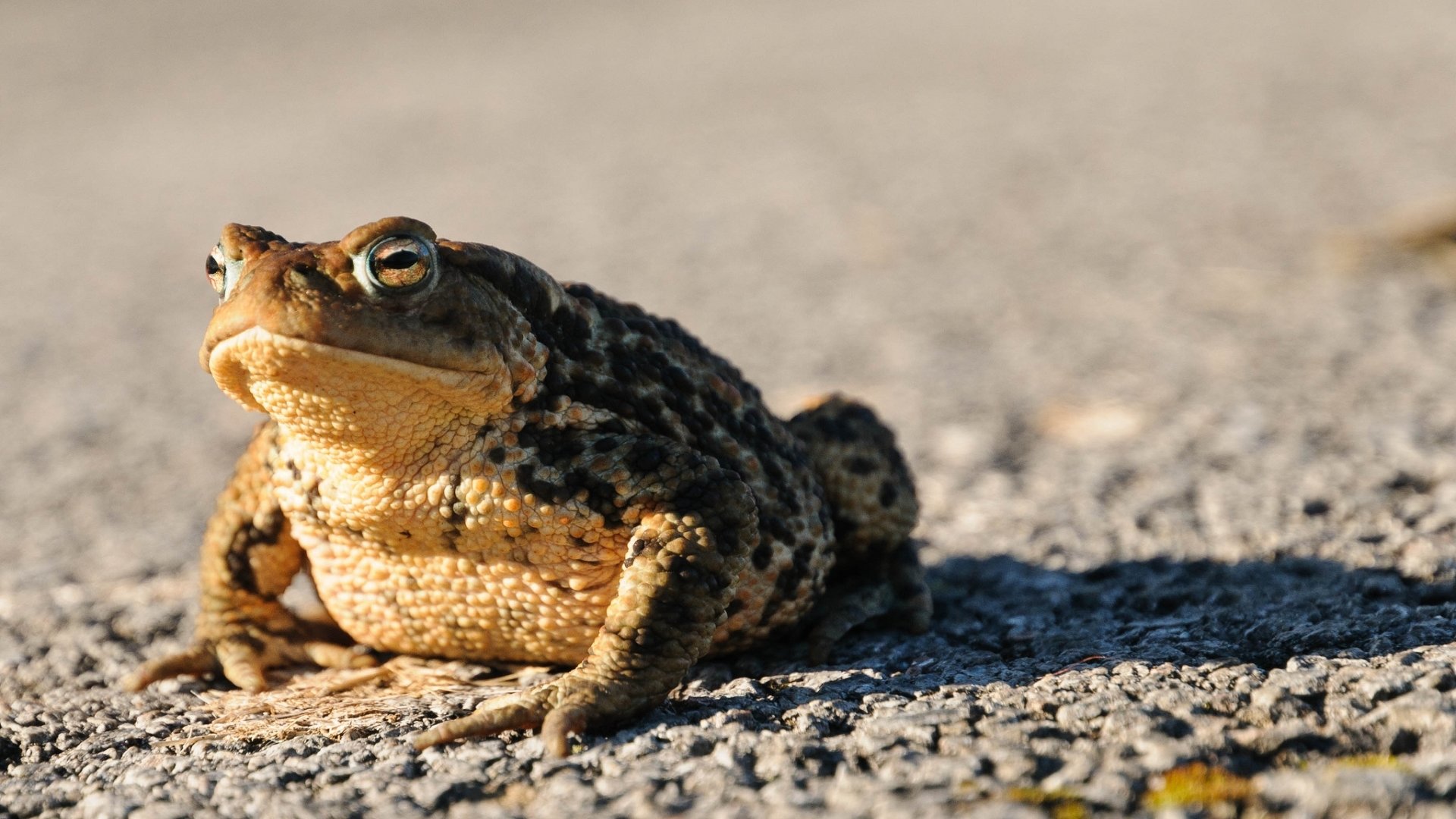 Best Toad background ID:58470 for High Resolution hd 1920x1080 computer