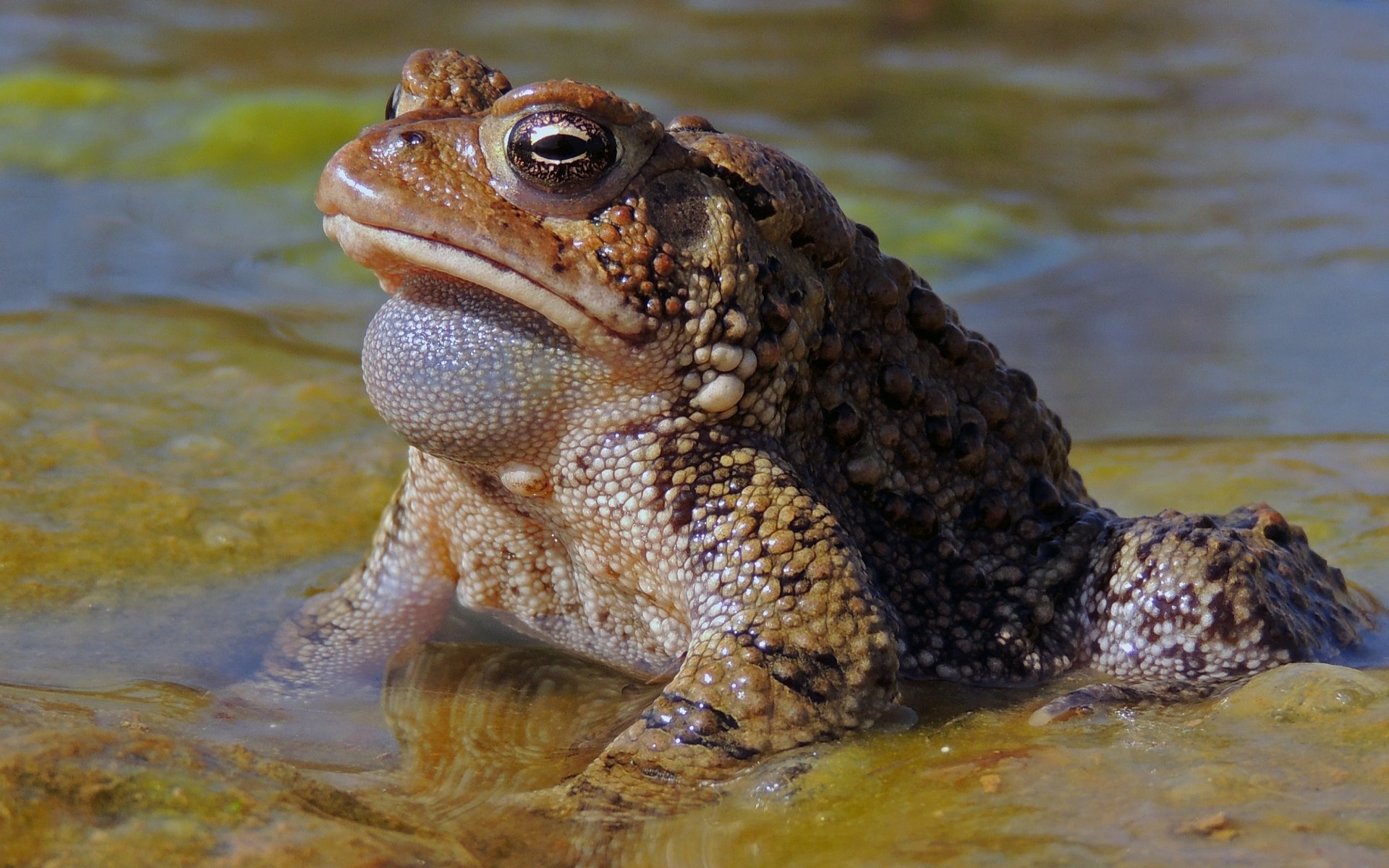 Awesome Toad free background ID:58505 for hd 1920x1200 desktop