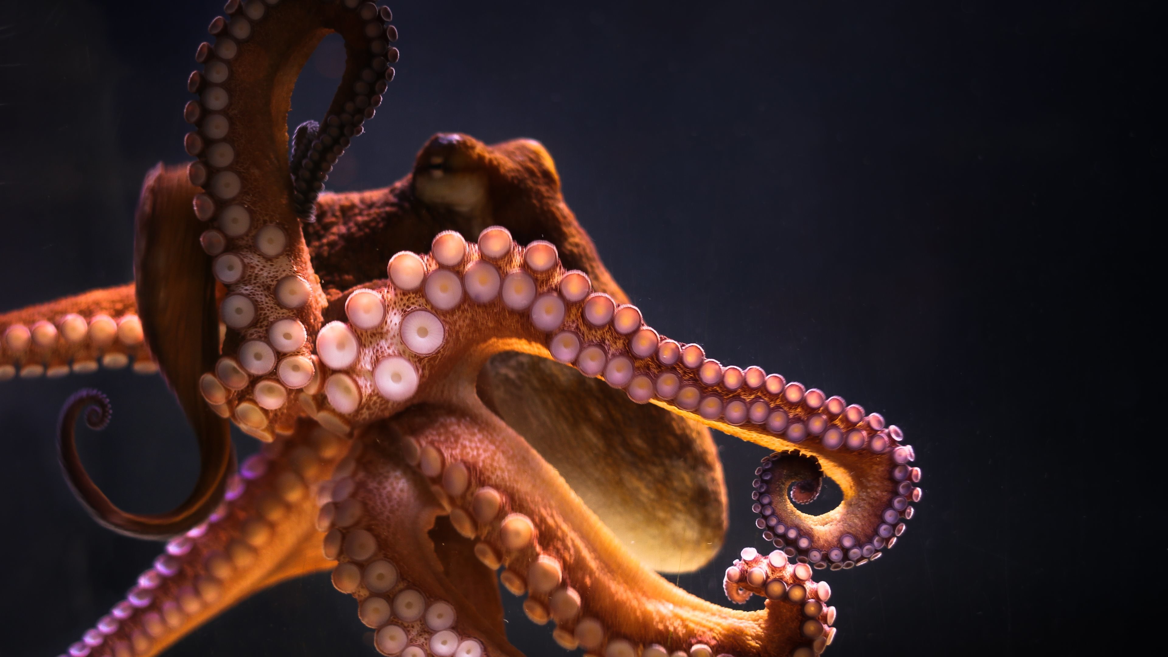 High resolution Octopus ultra hd 4k background ID:350568 for computer