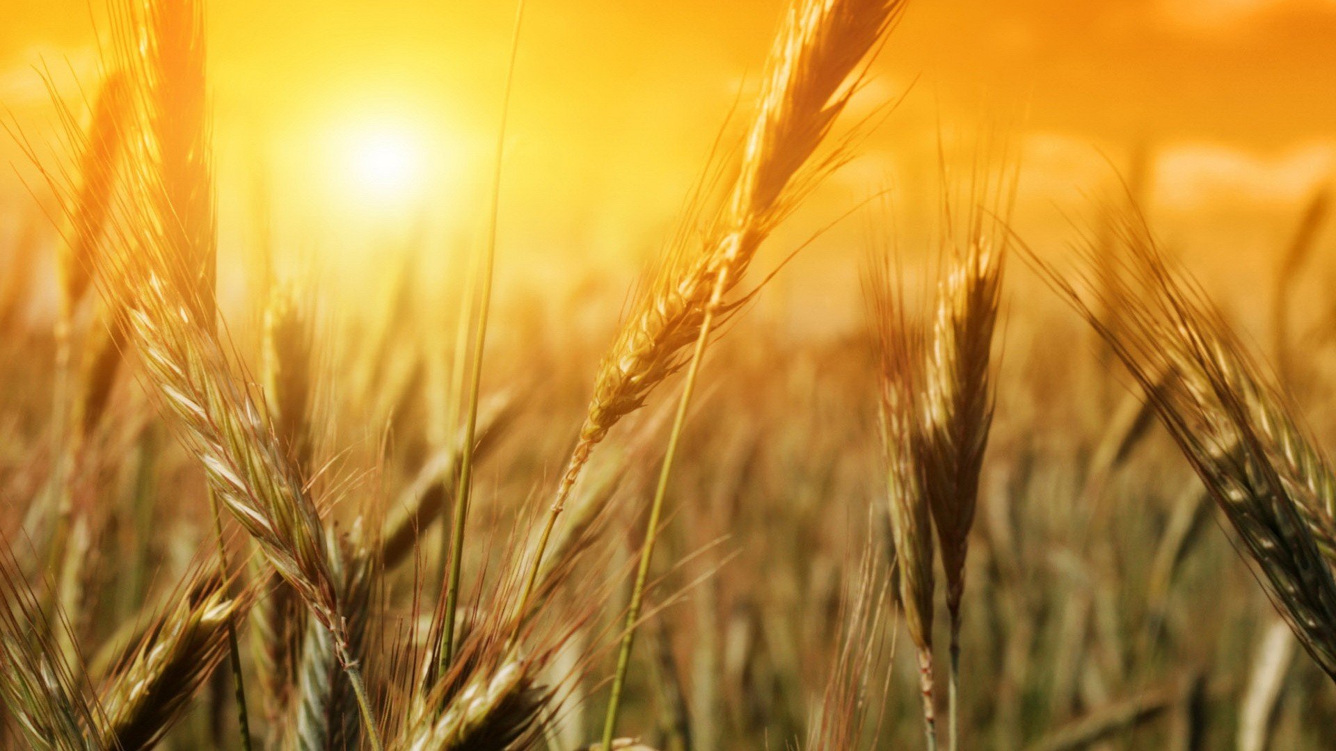 Free download Wheat background ID:392008 1080p for PC