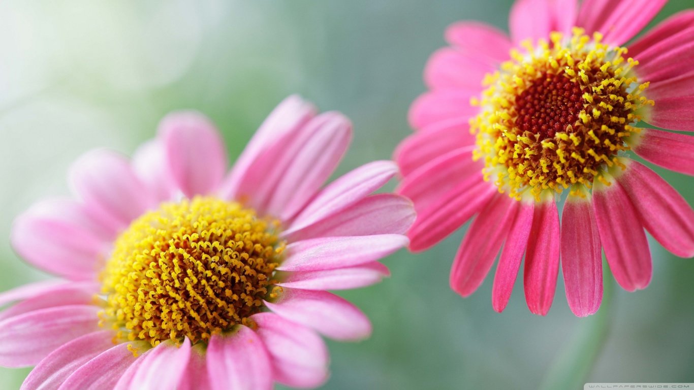 Free Daisy high quality background ID:363436 for 1366x768 laptop desktop