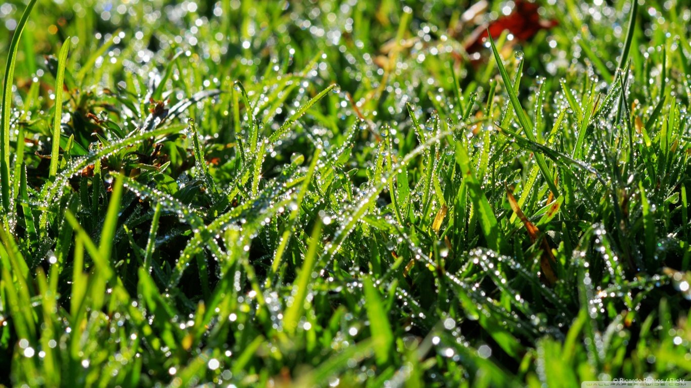 Free Grass high quality wallpaper ID:377902 for hd 1366x768 computer