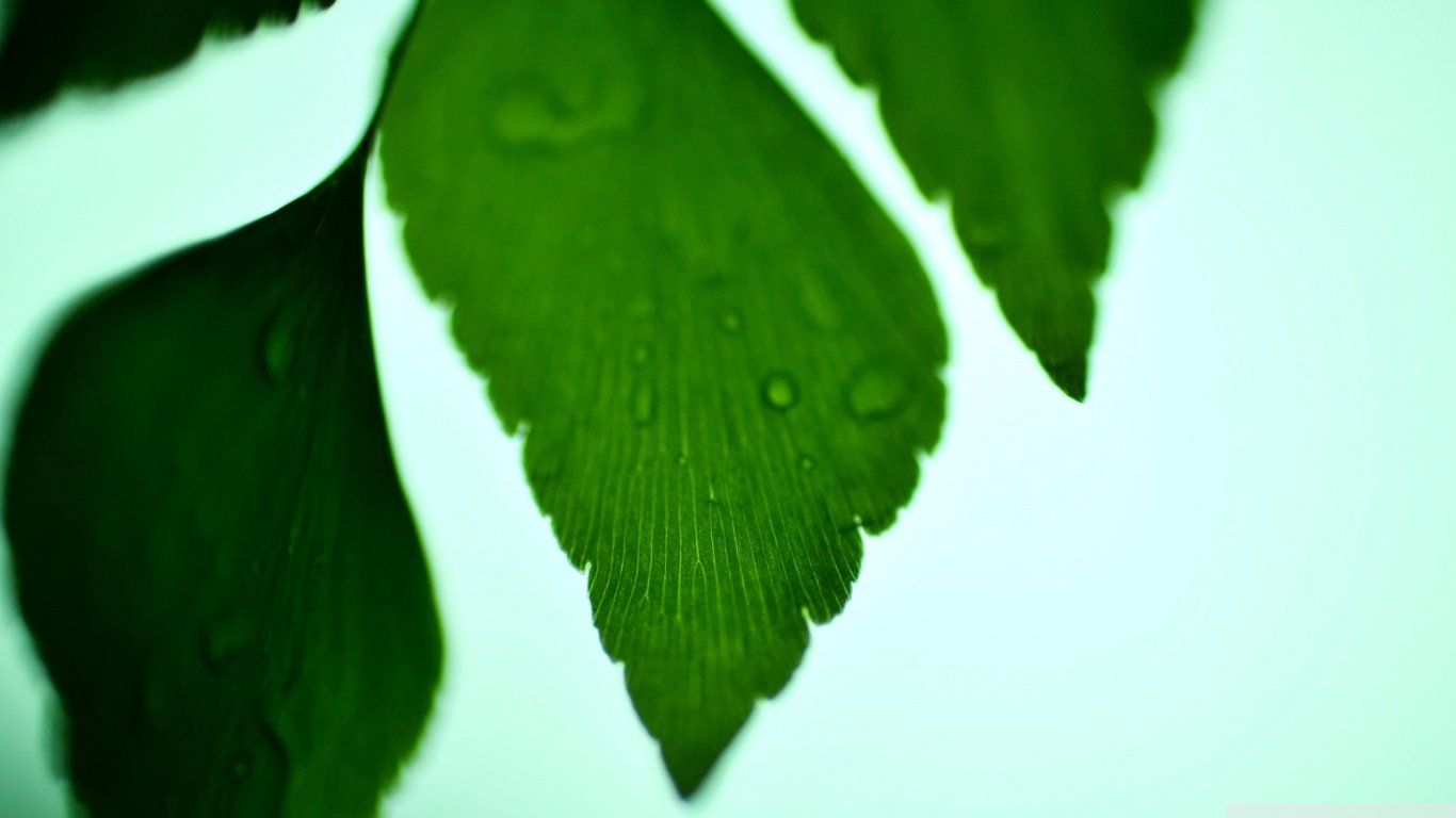 High resolution Leaf 1366x768 laptop wallpaper ID:361126 for computer