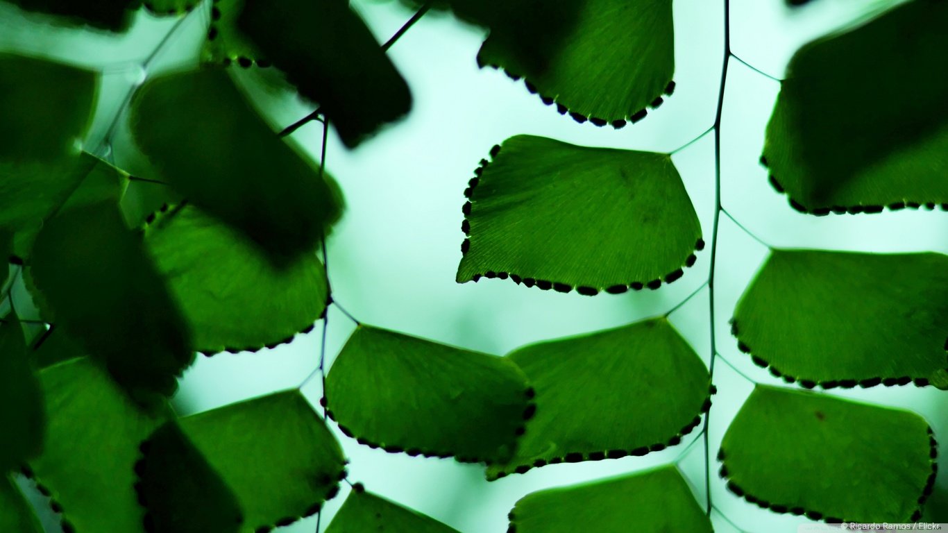 Download laptop Leaf computer wallpaper ID:361125 for free