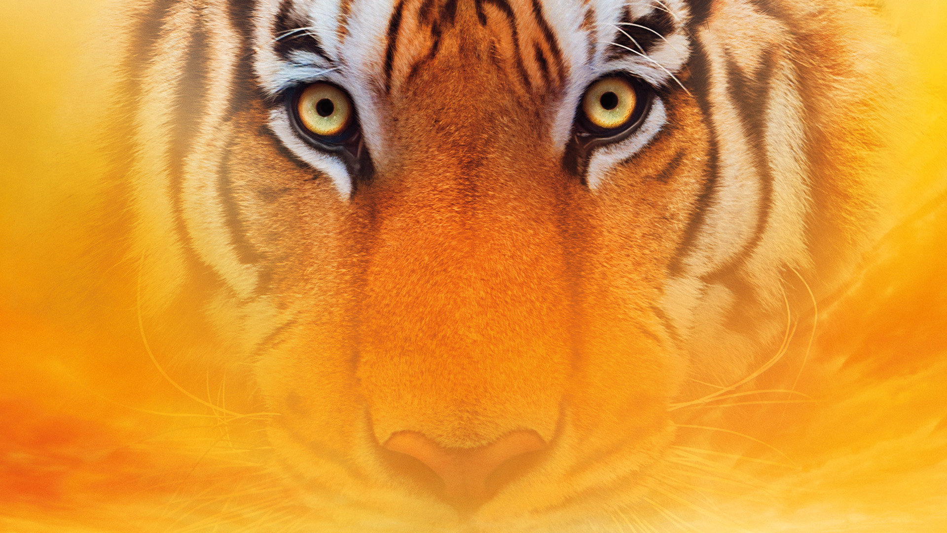 Free Life Of Pi high quality background ID:363580 for full hd 1080p PC