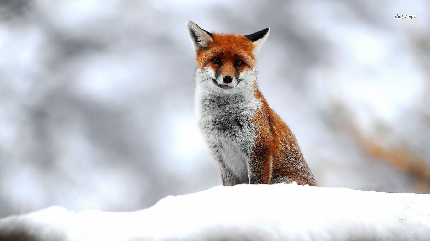 Best Fox background ID:58680 for High Resolution 1366x768 laptop computer