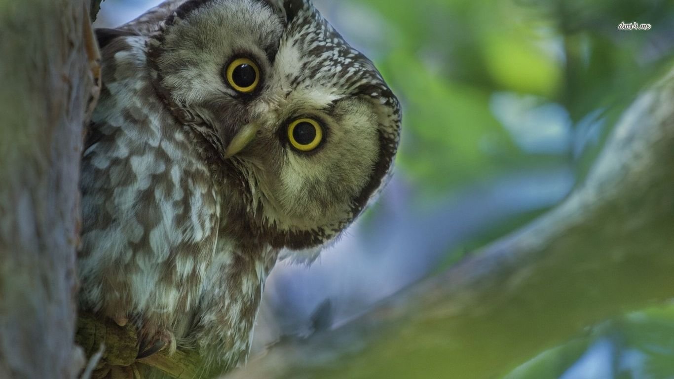 Download 1366x768 laptop Owl computer wallpaper ID:237078 for free