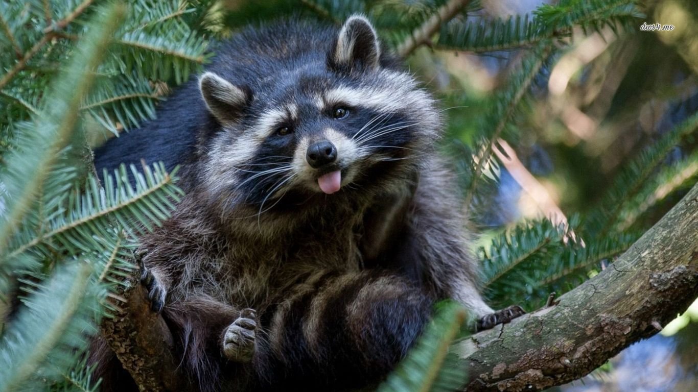 Awesome Raccoon free background ID:185453 for laptop computer