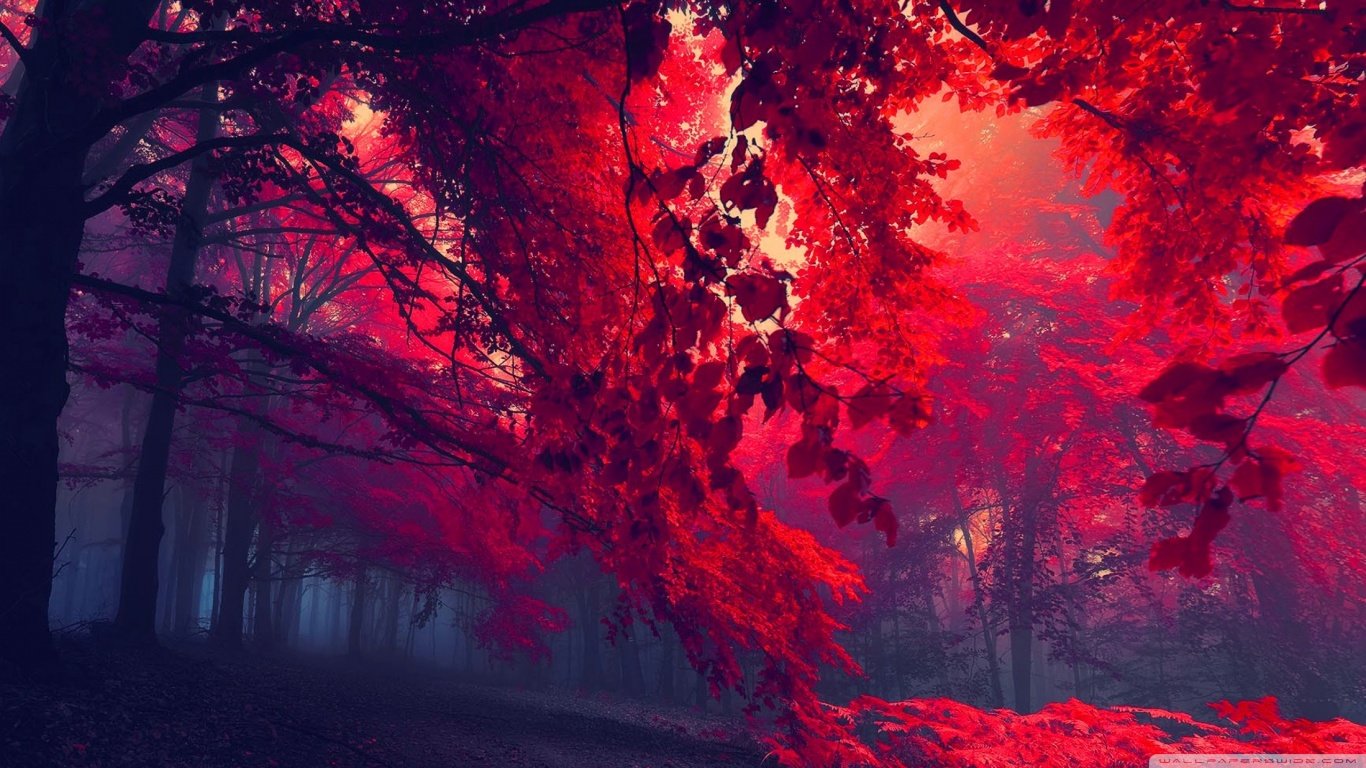Awesome Forest free background ID:348368 for hd 1366x768 desktop