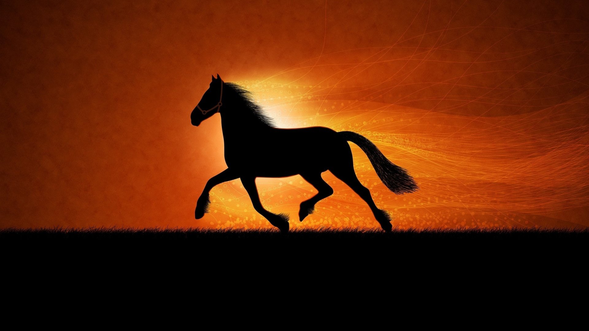 Best Horse background ID:23514 for High Resolution full hd desktop