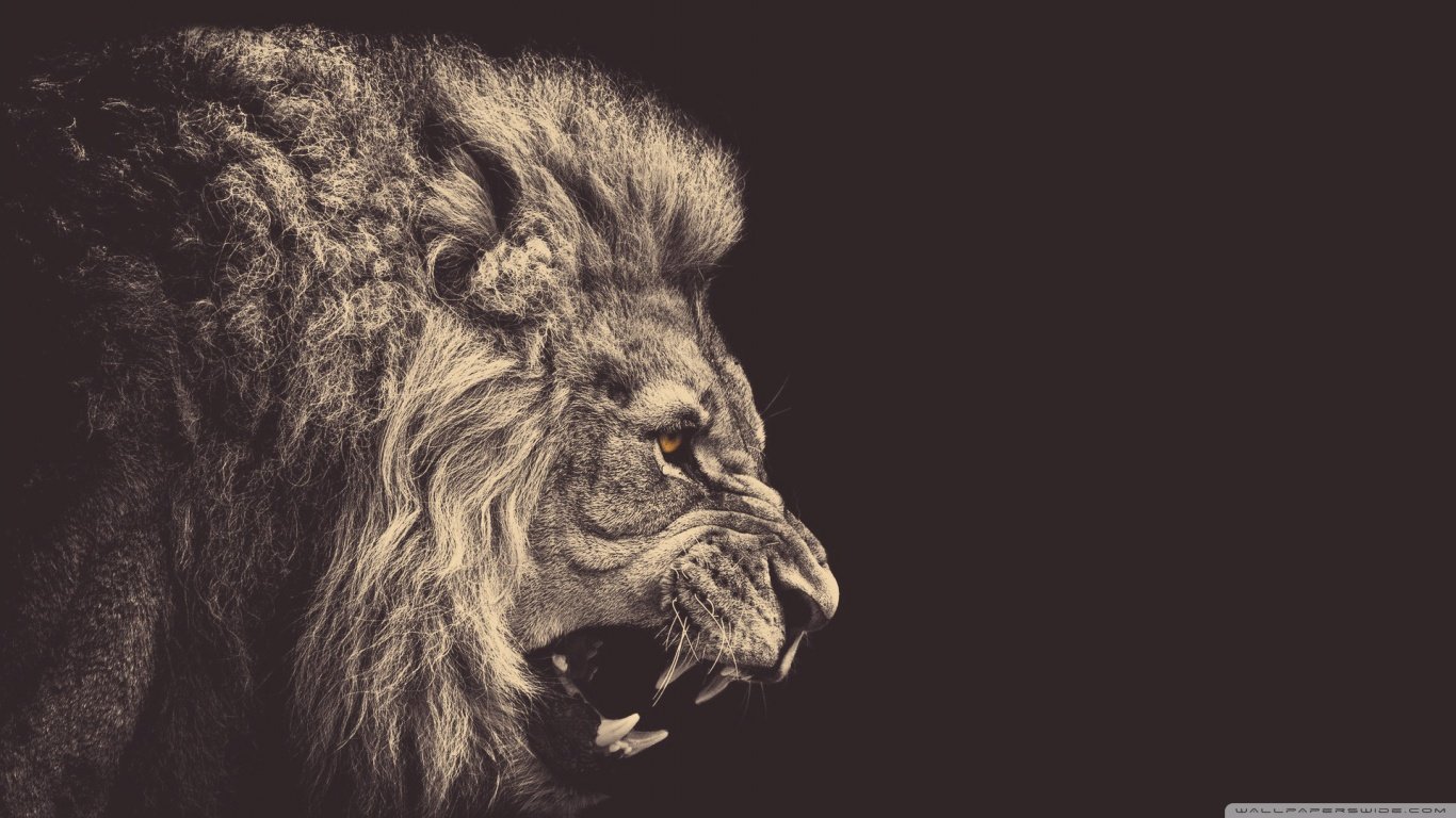 Best Lion background ID:255297 for High Resolution 1366x768 laptop PC