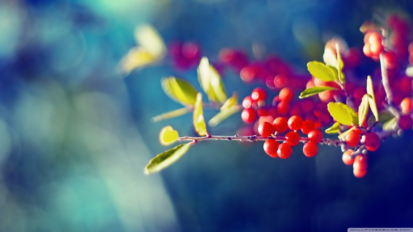 Awesome Berry free wallpaper ID:178314 for hd 1366x768 computer