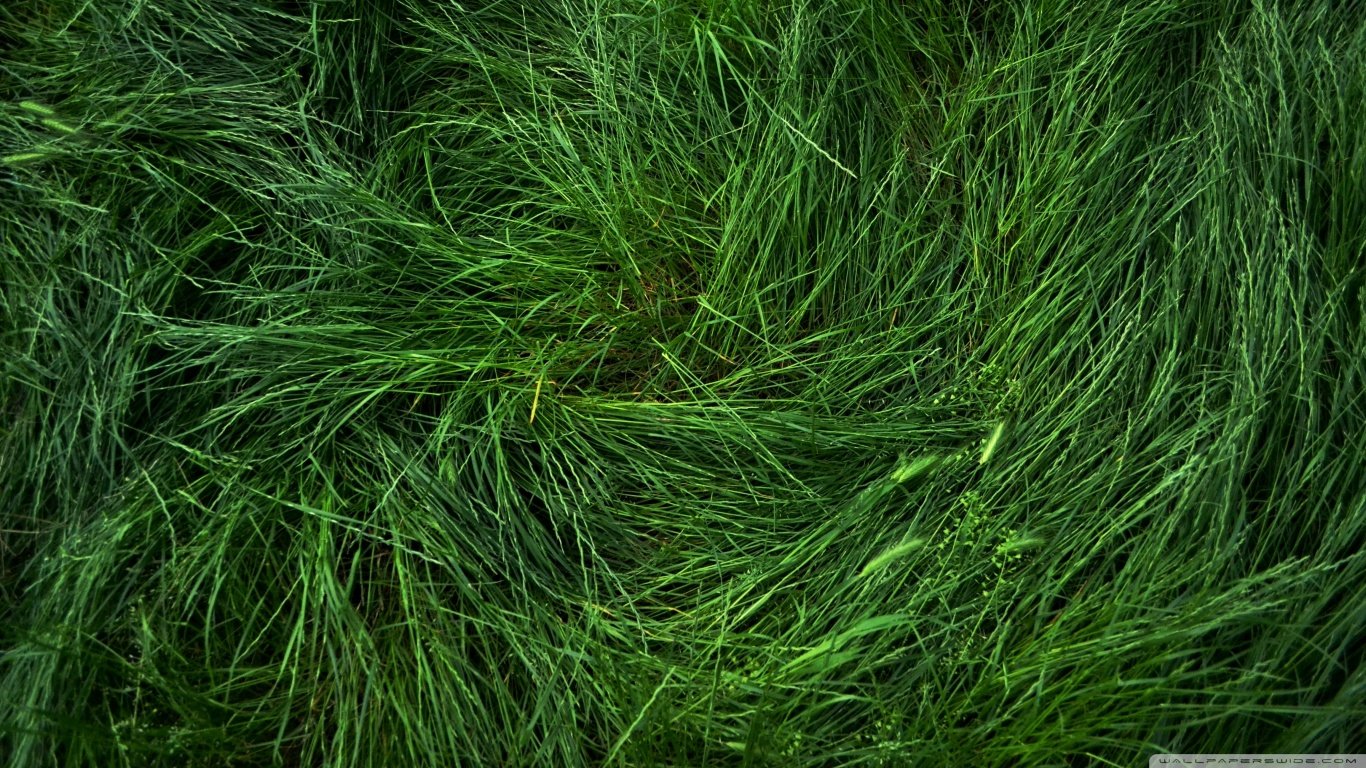 Free download Grass wallpaper ID:377744 hd 1366x768 for PC