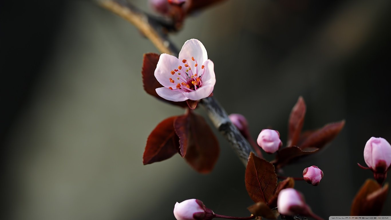 Download 1366x768 laptop Blossom computer wallpaper ID:332697 for free