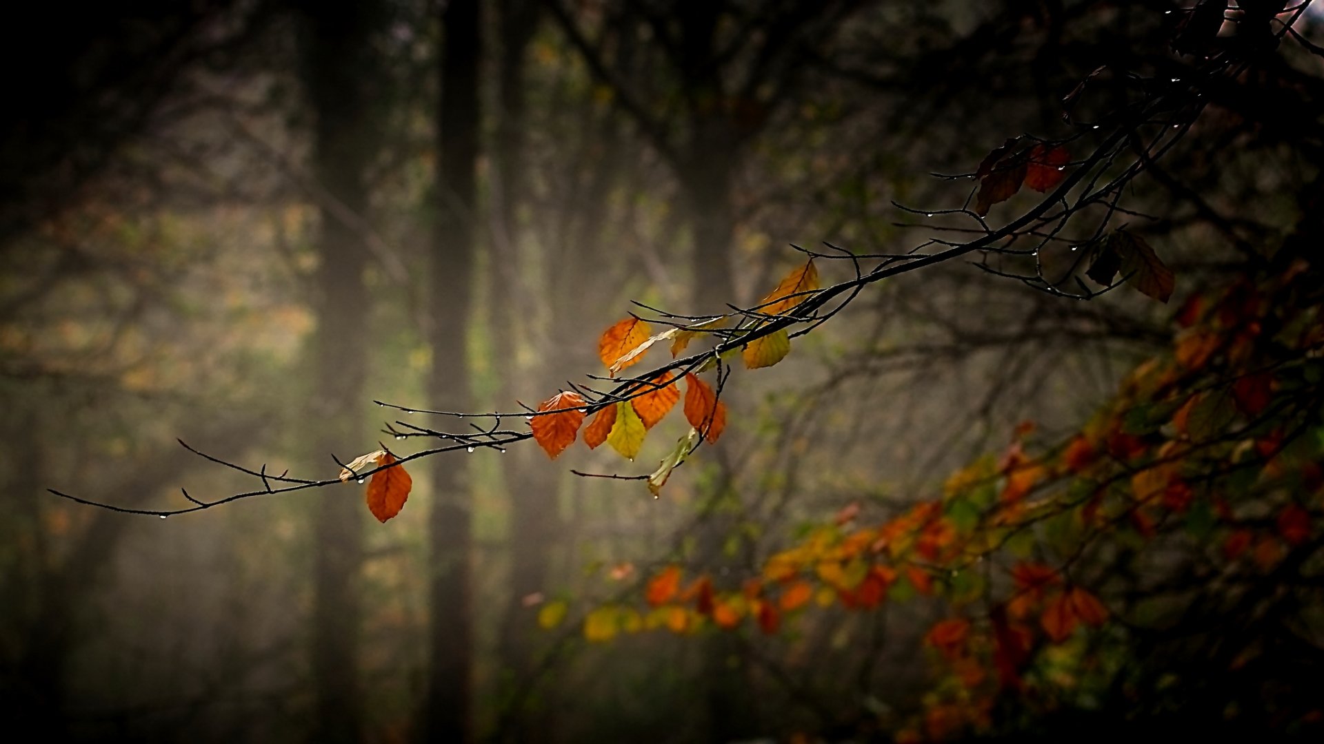 Awesome Fall free wallpaper ID:20816 for full hd 1920x1080 desktop