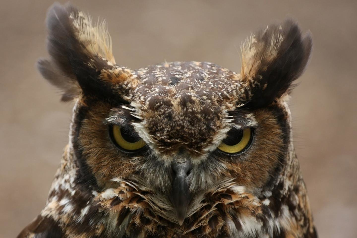 Free Great Horned Owl high quality wallpaper ID:297759 for hd 1440x960 PC