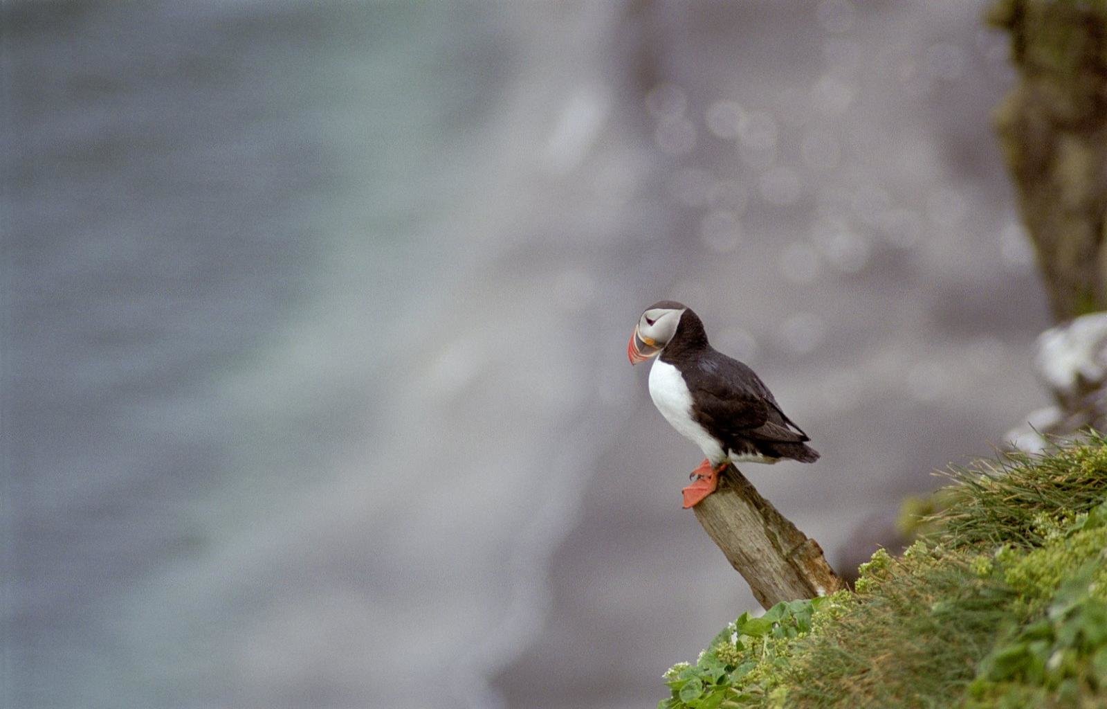 Best Puffin wallpaper ID:193160 for High Resolution hd 1600x1024 computer