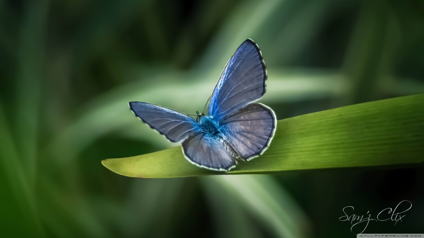 Awesome Butterfly free wallpaper ID:168243 for laptop computer
