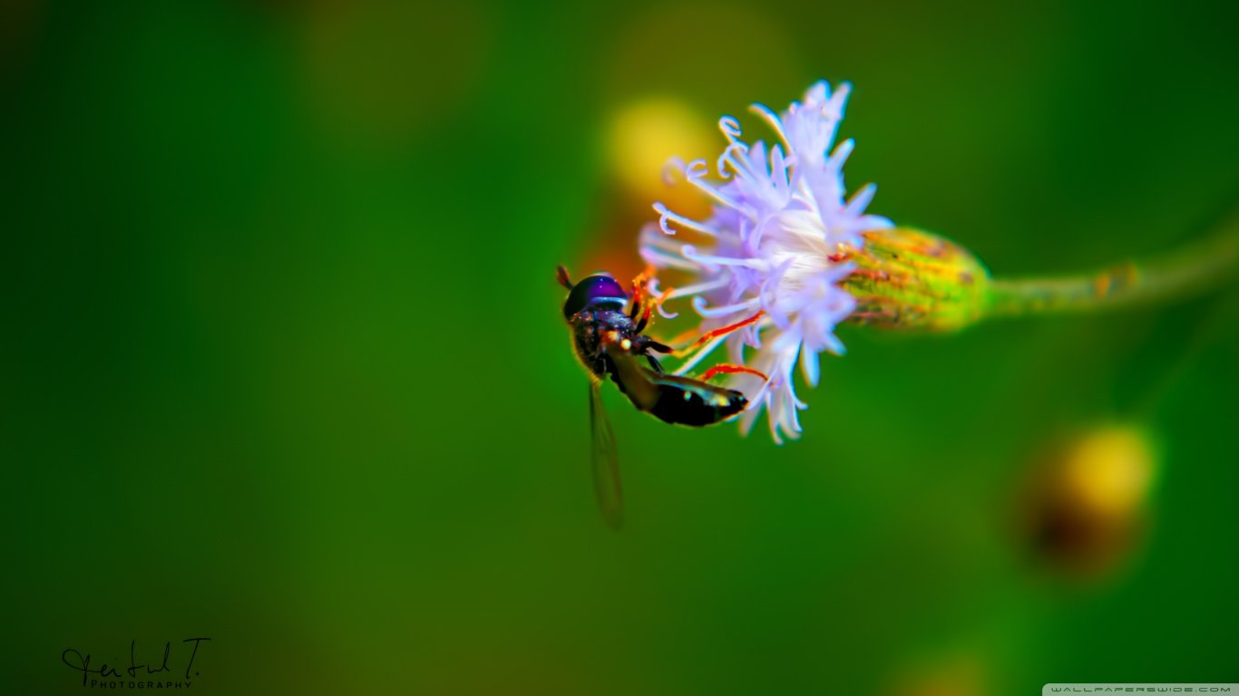 Download laptop Insect desktop wallpaper ID:359171 for free