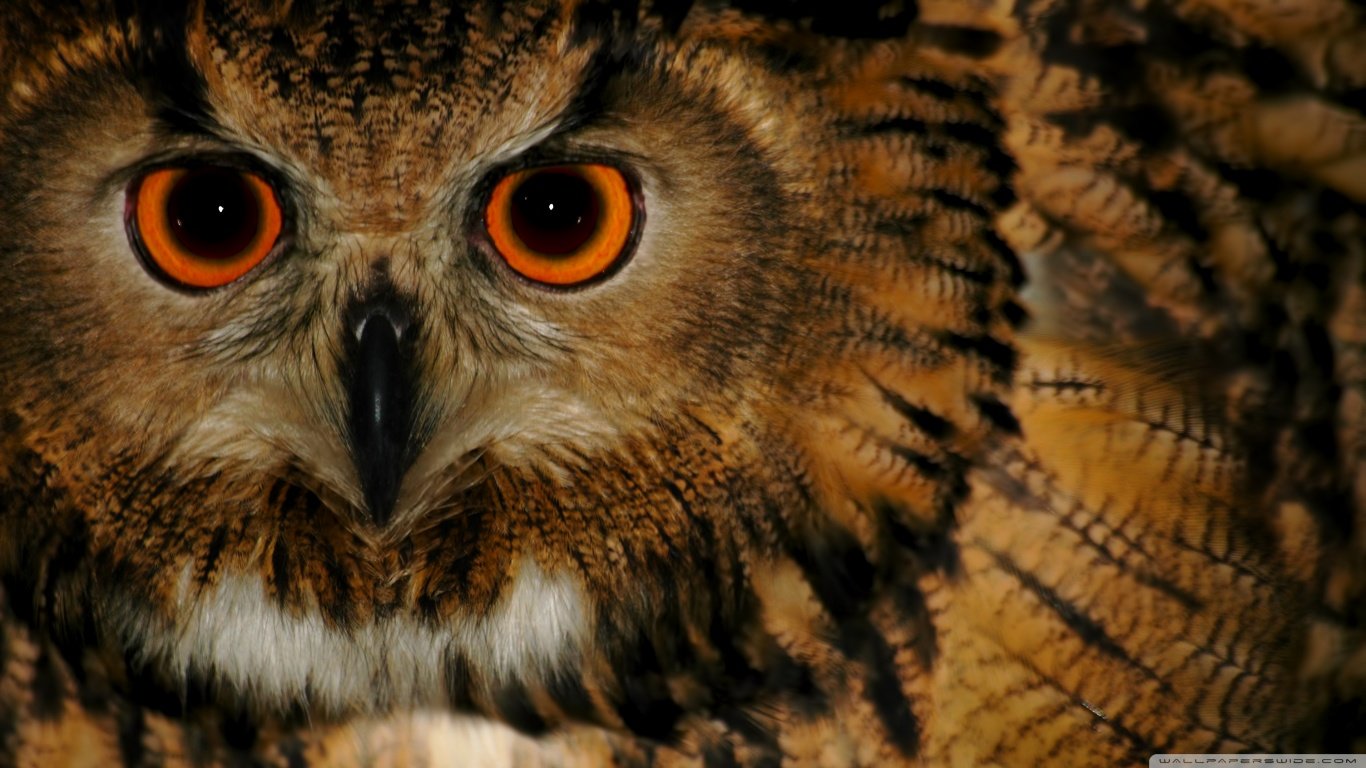 Best Owl background ID:237241 for High Resolution laptop computer