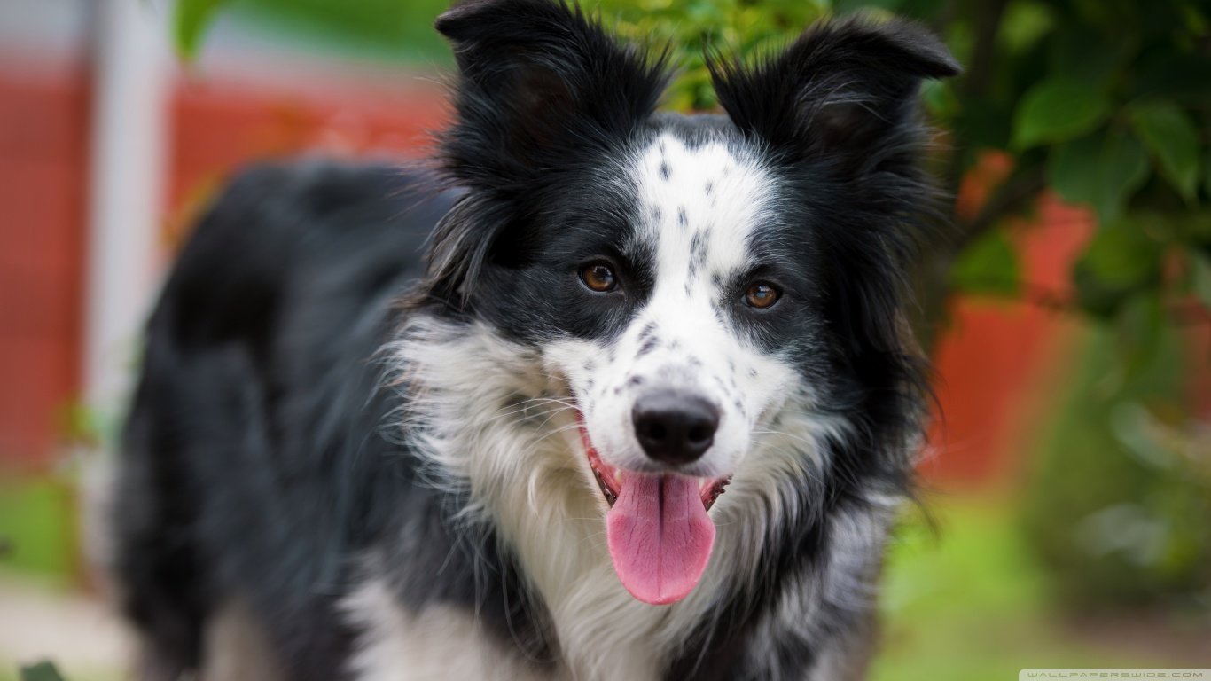 High resolution Border Collie laptop background ID:165870 for computer
