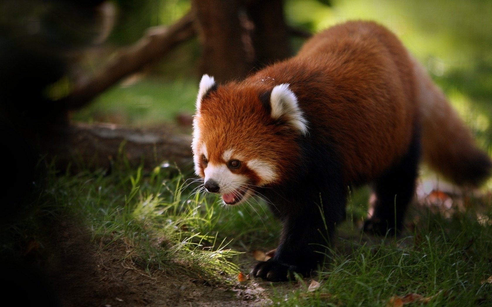 High resolution Red Panda hd 1680x1050 wallpaper ID:63976 for PC