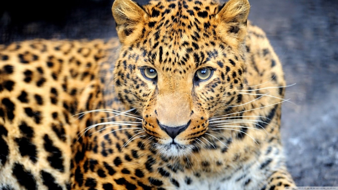 Free download Leopard background ID:448234 hd 1366x768 for computer