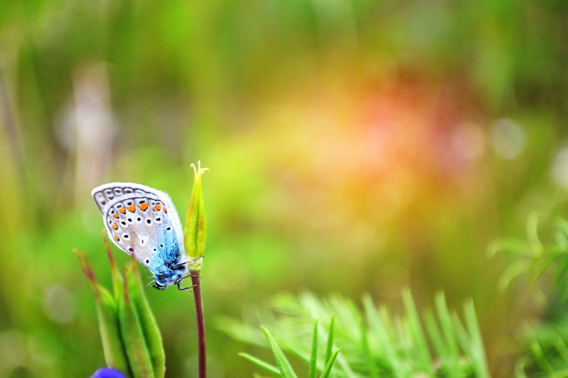 Download hd 1920x1280 Butterfly PC wallpaper ID:167972 for free