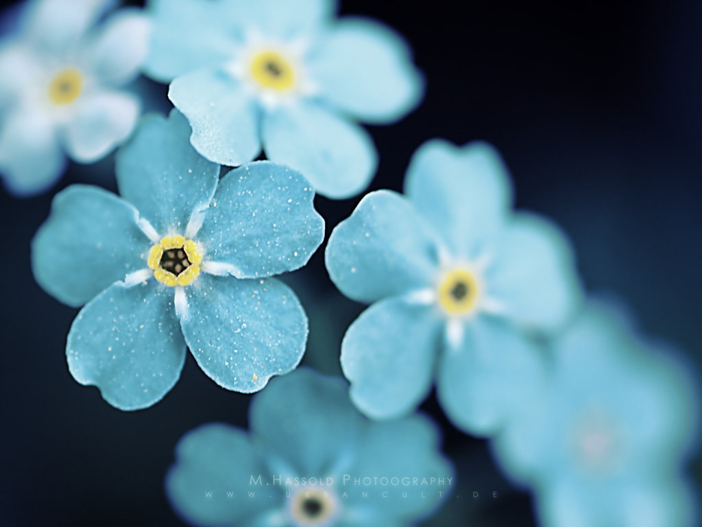 Awesome Forget-Me-Not free wallpaper ID:64144 for hd 1024x768 desktop