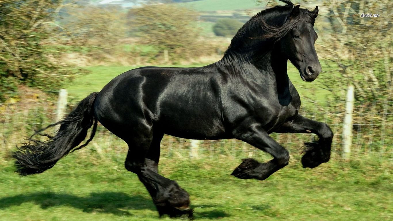 Awesome Horse free wallpaper ID:23192 for hd 1366x768 PC