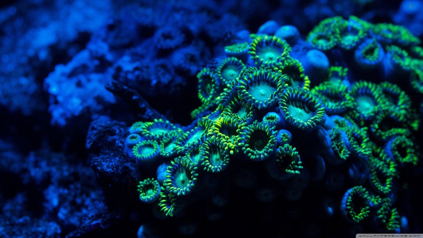 High resolution Coral reef laptop background ID:47385 for PC