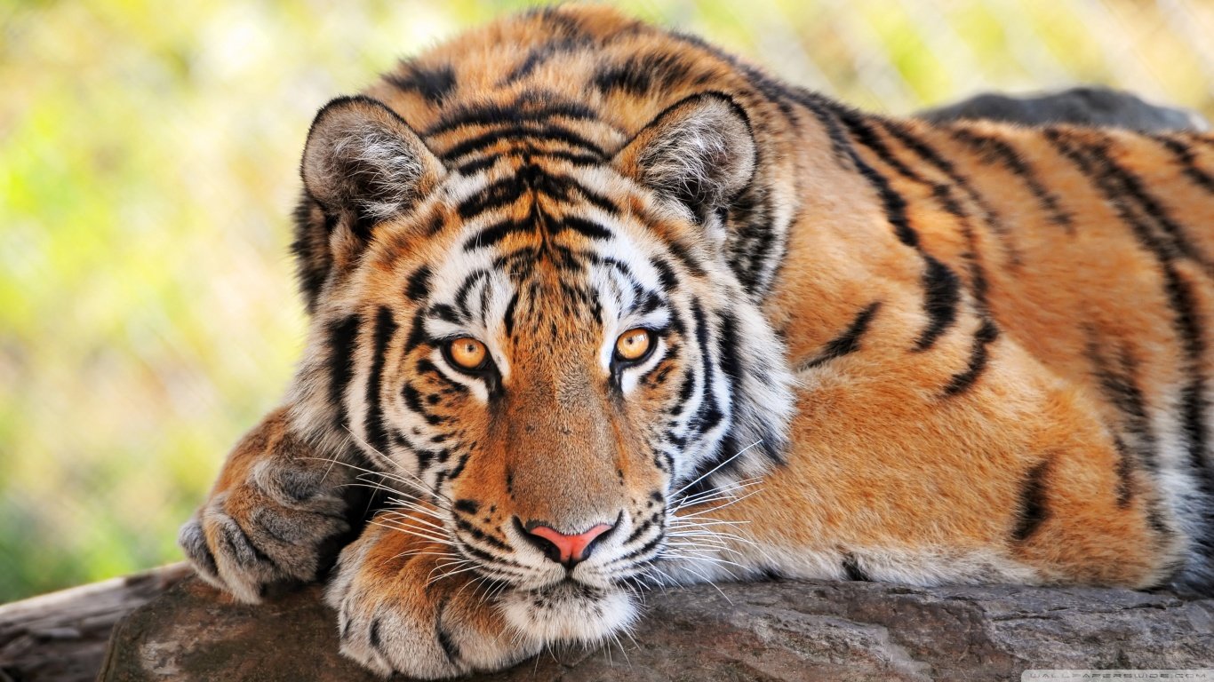 Download laptop Tiger PC wallpaper ID:116262 for free