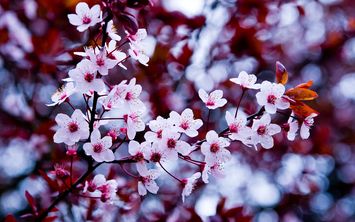 Awesome Blossom free background ID:332623 for hd 1440x900 computer