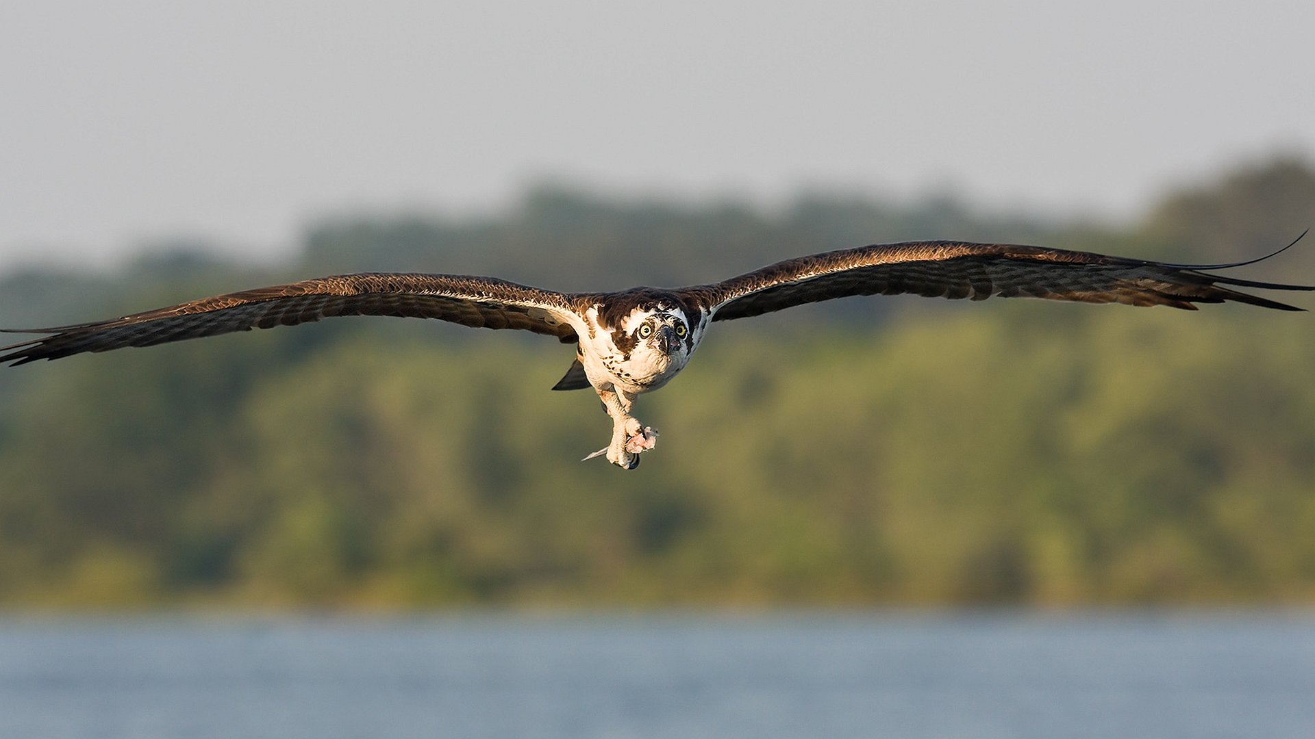 Download hd 1080p Osprey computer background ID:421665 for free