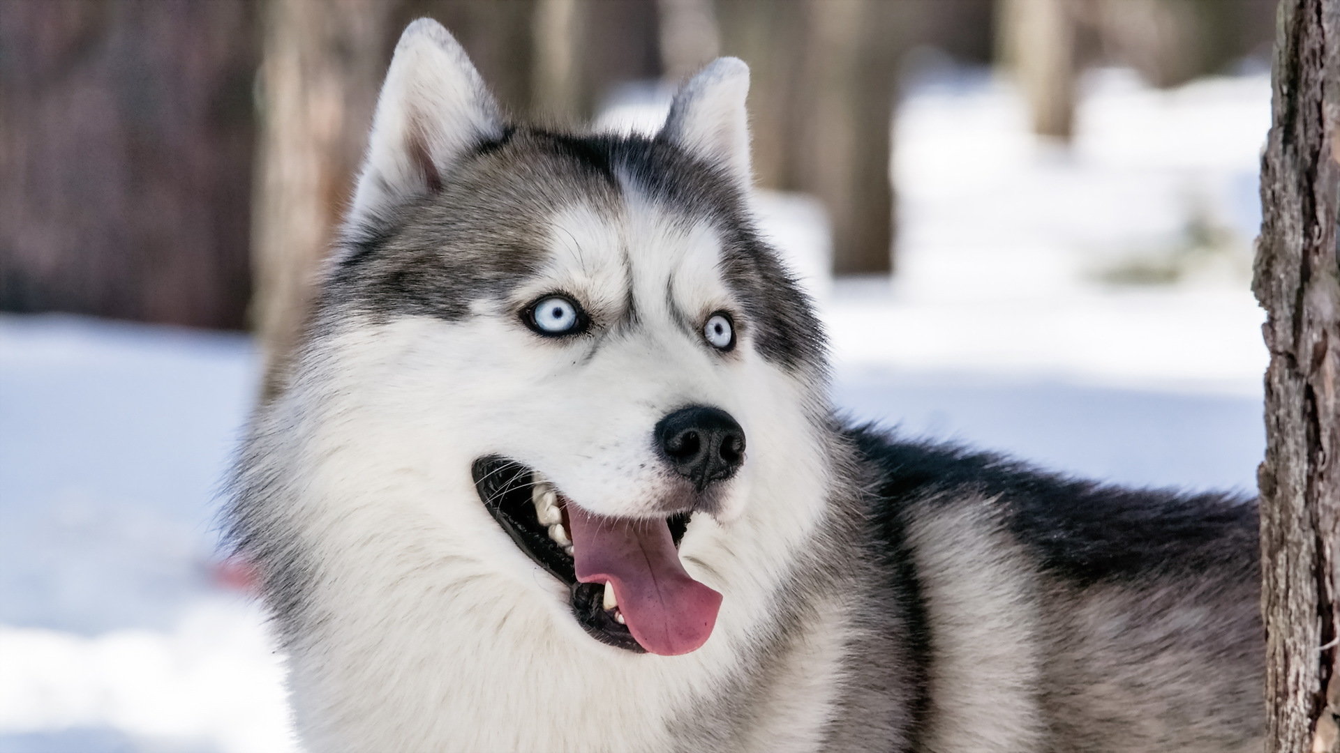 Awesome Siberian Husky free wallpaper ID:155239 for full hd 1080p PC