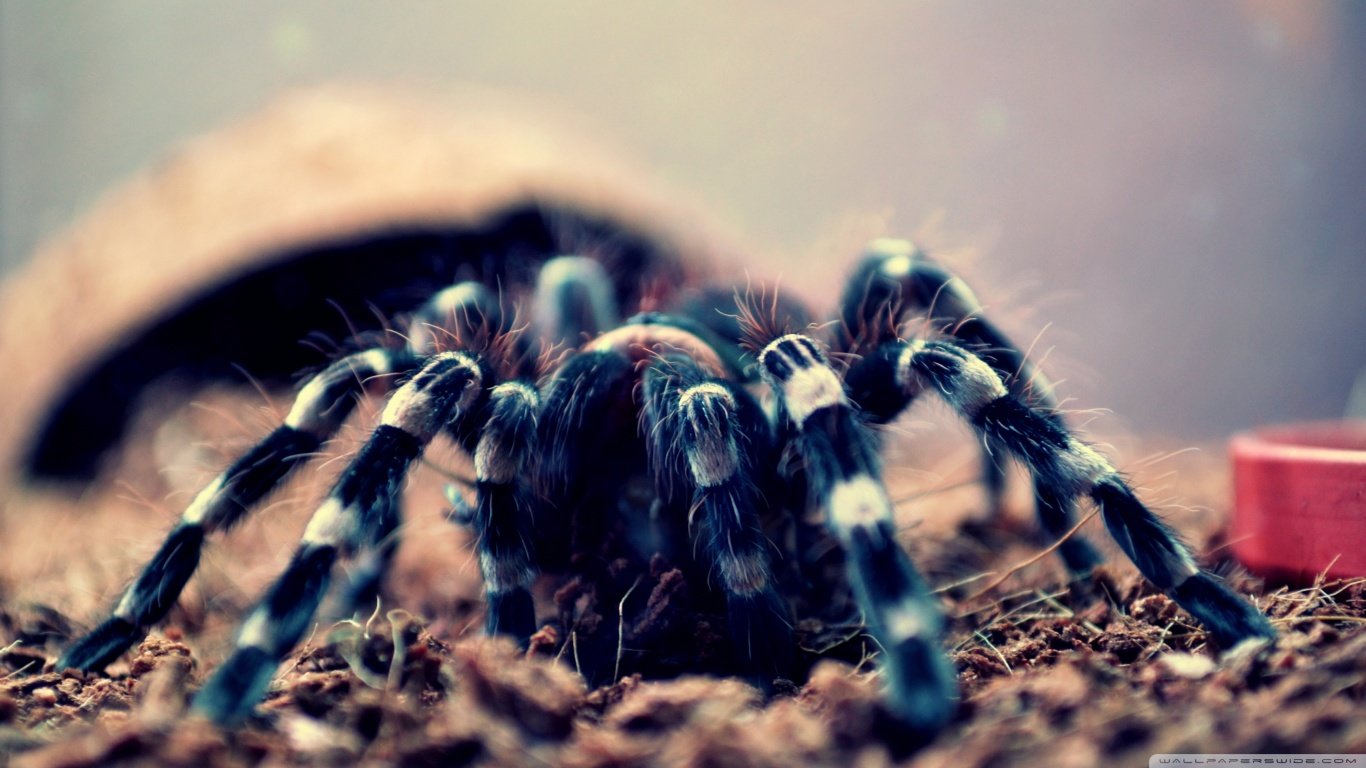 Free Spider high quality wallpaper ID:22248 for hd 1366x768 desktop