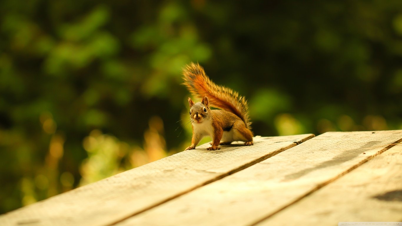 Best Squirrel background ID:311896 for High Resolution 1366x768 laptop computer