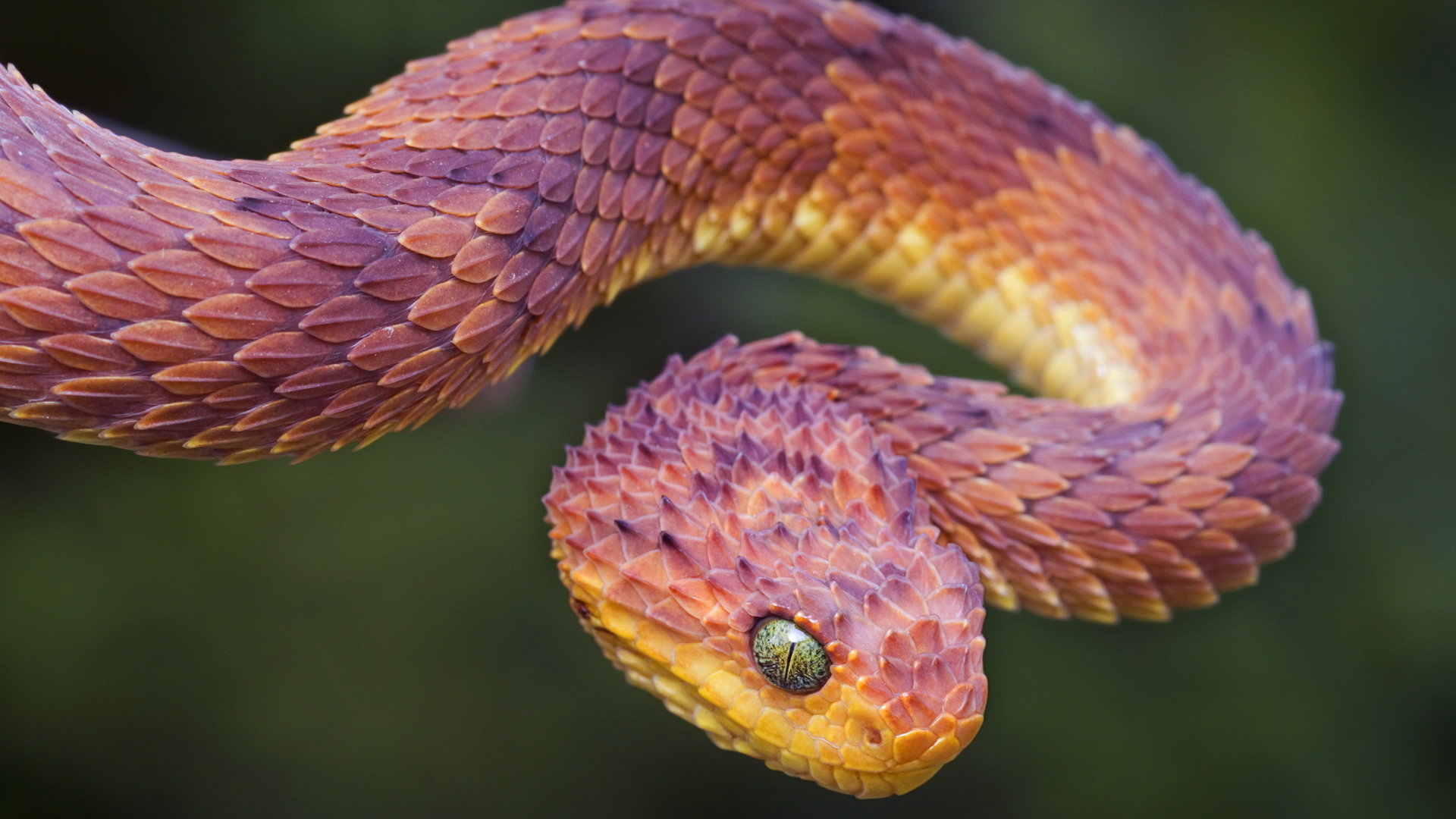 full hd wallpapers 1080p snakes